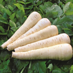 Pasternak Picador 50 tyś. primed ST